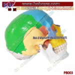 Human color skull model skull model head model three-part detachable skeleton model bone