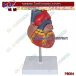 Human Heart Anatomy Model Medical Science Anatomical Model Medical School Educational Models Anatomical