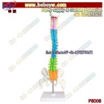 45cm color human spine spine pelvis cervical spine bone model massage orthopaedic pain department orthopedics