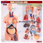 Medical teaching training model 85CM Unisex Torso Half Body CPR Training Manikin CPR Dummy for Training